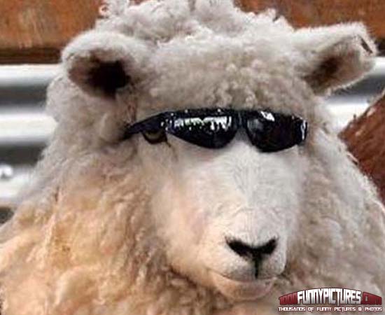 Cool sheep wearing fab sunglasses